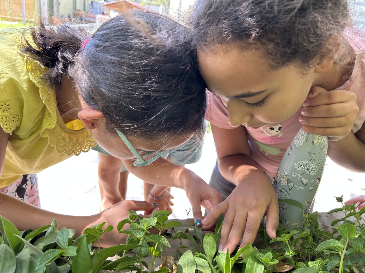 These G5 Ss at #tashschool spent their break trying to rescue an injured #bee #Nature #OutdoorLearning #caring #bees @IBPYP <a href="/billkralovec/">Bill Kralovec</a> <a href="/noahbeaumont/">Noah Beaumont</a> <a href="/DohaDerek/">Derek Nelson</a> @Brian7591 <a href="/MadForMaple/">Kevin O’Shea</a>