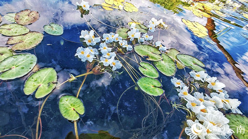 PDChinaLife's tweet photo. Like stars scattered on water, ottelia acuminata unfurls its delicate petals on Erhai Lake in Dali, SW China's Yunnan, looking like an oil painting when seen up close. The aquatic plant needs crystal clear water to grow, hence known as a "touchstone of water quality." #ChinaAlbum https://t.co/koYOsTHpvO
