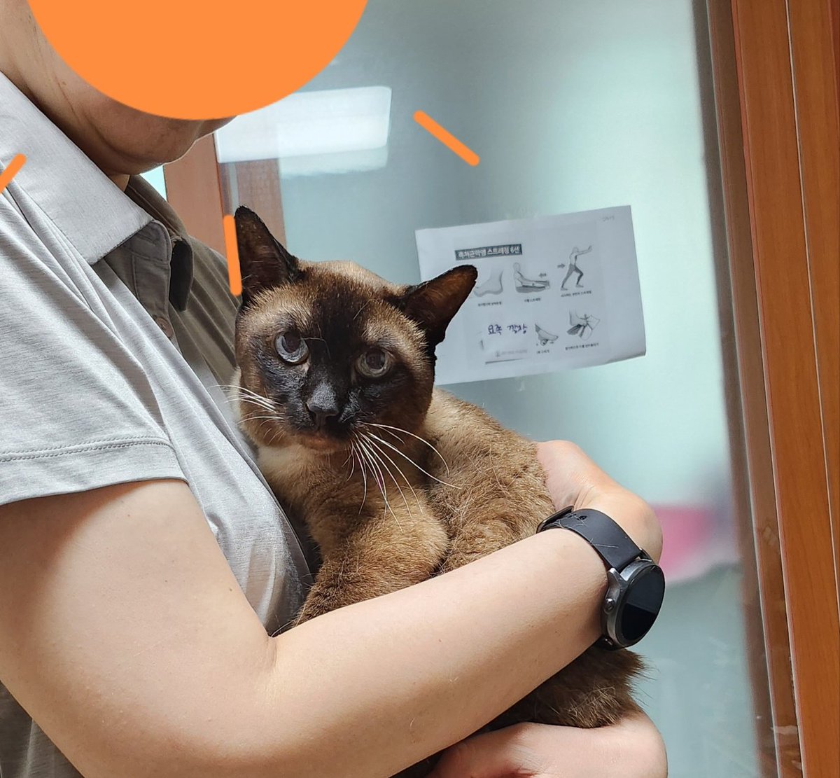 #샴고양이미노 #임시보호처구함

사람을 너무 좋아하는 샴고양이 미노의 임시보호처를 찾습니다😀

4세 남아 샴고양이

문의👉 카카오톡 cea1644

#고양이 #임시보호급구 #서울 #경기 #샴고양이 #입양처구함 #입양전제임보환영 #입양홍보 #초보집사가능