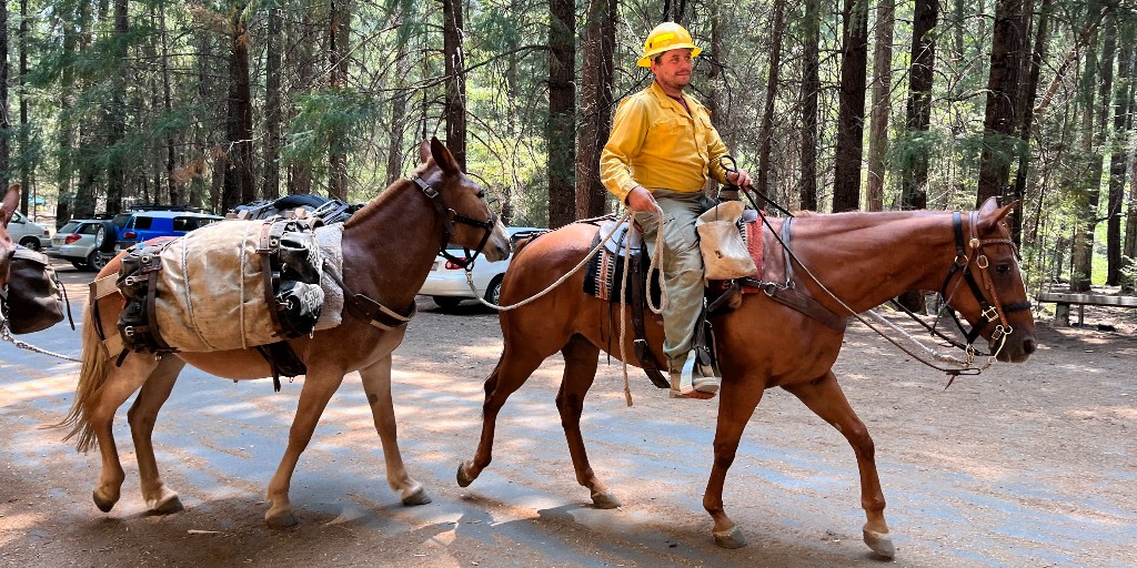ShastaTrinityNF's tweet photo. Deep Fire is currently estimated at 2,000 acres. When smoke holds in drainages, fire personnel cannot be supported by aircraft. That is where the mule train is utilized to get supplies and personnel into the fire area. https://t.co/EQg6e6Ya1H
