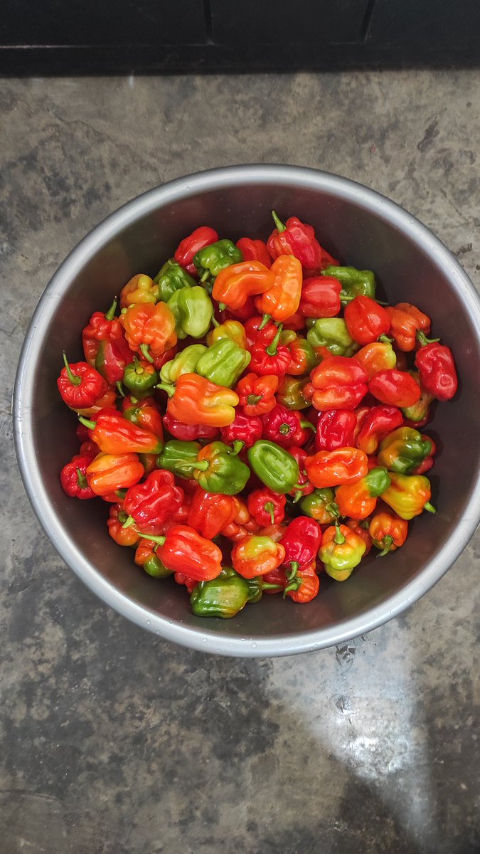 Panen... panen... 😎🌶🫑