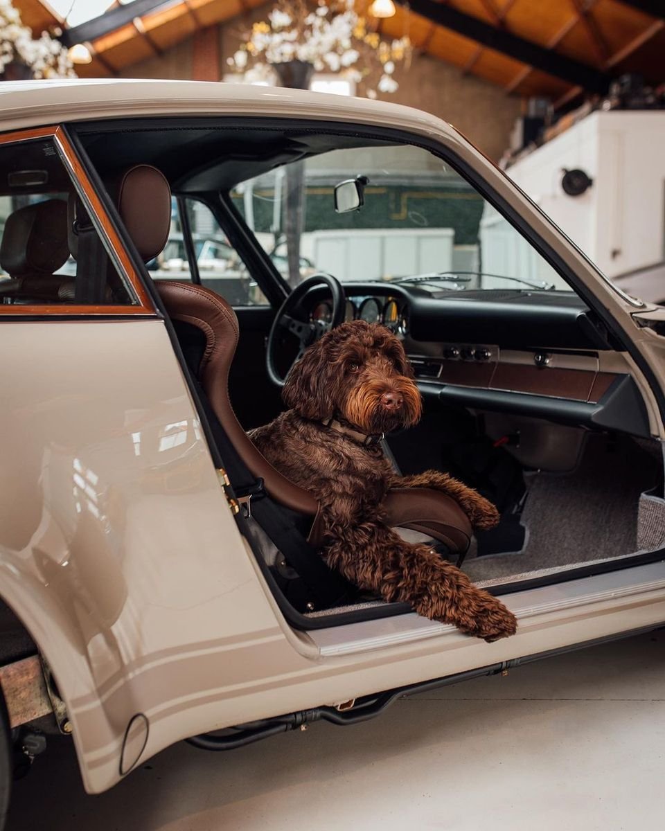 dreamscarreal's tweet photo. You don't need to be able to read a map to be the perfect passenger.
#BTC
#supercar
#Doge https://t.co/m8iHOdTTbx