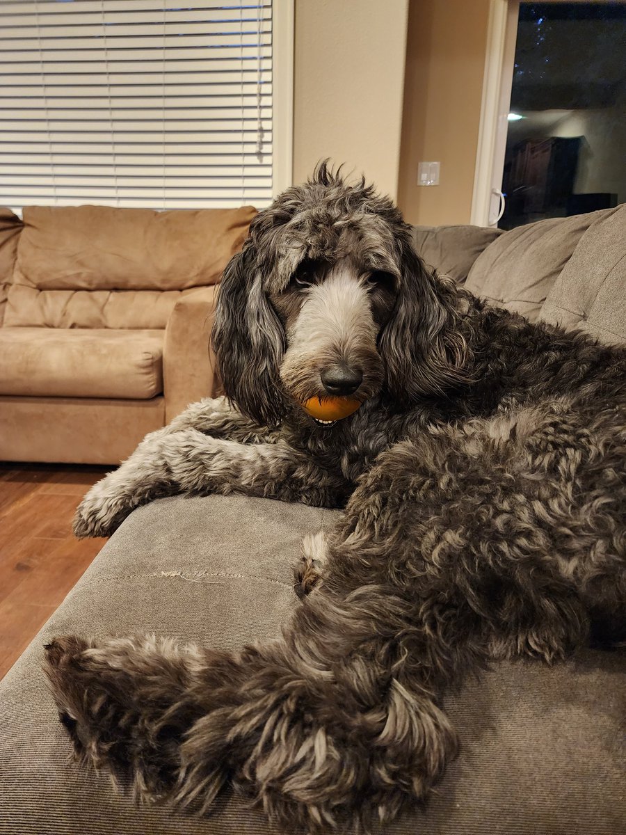 _DogWalker_'s tweet photo. Sass 🤣 https://t.co/MWAoynqaS2