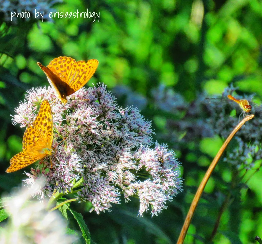 erisiaastrology's tweet photo. 高原の蝶々その6「ミドリヒョウモン(緑豹紋/Silver-washed Fritillary )🦋🦋と横に留まったアキアカネ(秋茜/Autumn darter)はおまけです😉
#ミドリヒョウモン #緑豹紋 #silverwashedfritillary #綠豹蛺蝶 #argynnispaphia #アキアカネ #autumndarter #sympetrumfrequens #蝶 #虫苦手な人ごめんなさい https://t.co/30lYqtEUts