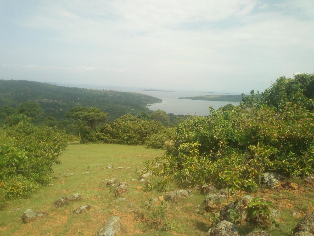 KiapiKFreddie76's tweet photo. Blessed weekend from #Kiapi family at the #LandofGreenness -Biukwe district. Come we invest in #Tourism #RealEstate #Forestry with a beautiful Lake Victoria scenic view. @StateHouseUg https://t.co/0UE9qOLlGM