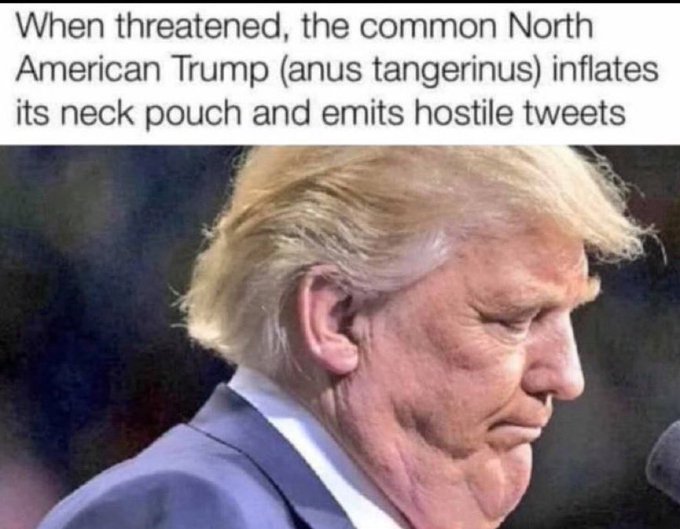 Christo12919382's tweet photo. @thejackhopkins What about this beauty?🤣🤣🤣 https://t.co/Z5ZD8VKJ1I
