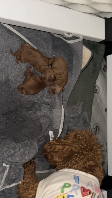 Lol the whelping box stops Stevie from crushing them against the wall but doesn&rsquo;t stop her from sitting