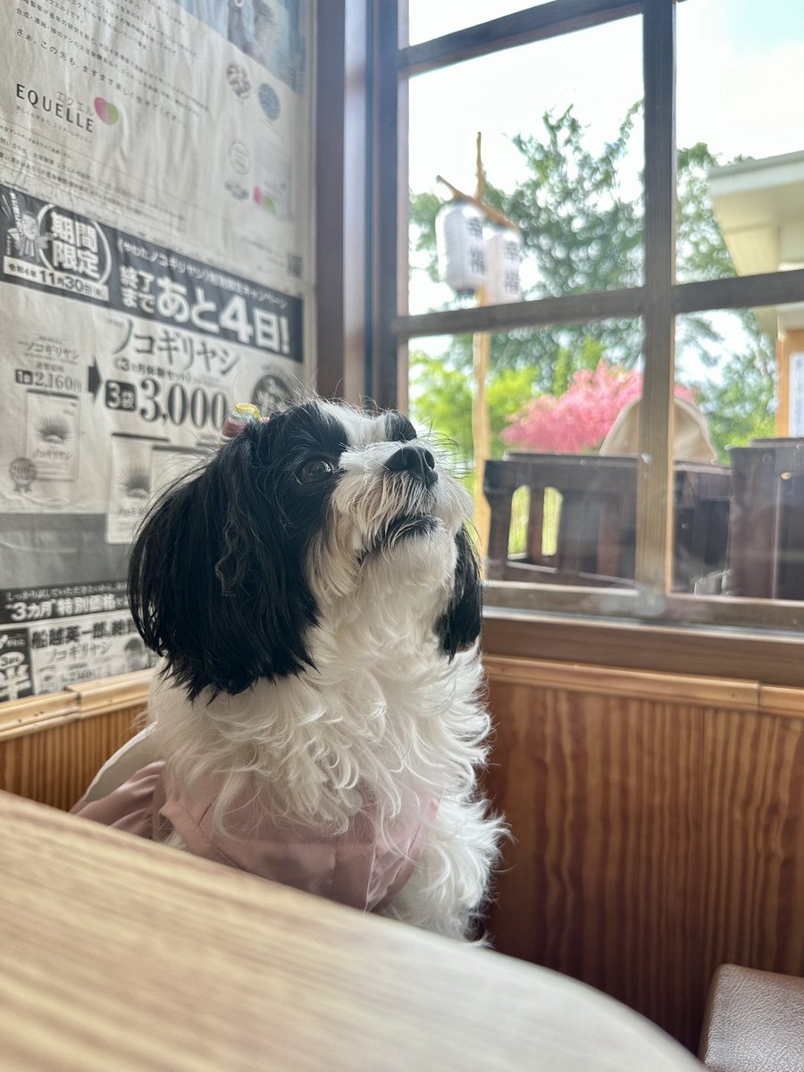 ActActtizz's tweet photo. 🤍🐶 https://t.co/dY6W73YKKO