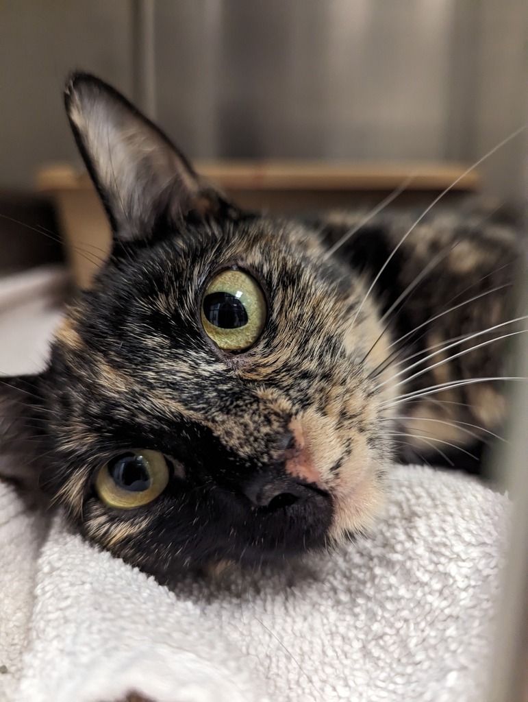 cobbkitties's tweet photo. 💓RESCUE AND PLEDGES NEEDED 💓

Friendly mom and her newborn kitten need our help.  Please share and pledge for them. They need pledges to help cover the vetting expenses. Please help if you can.
Goal: $200

ID 647979, 648083
Cage: 901

Cobb County Ani… https://t.co/yRTULJyYZD https://t.co/bFnjr6cSHb