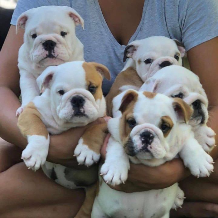 Rate this cuteness? 10-100💛🥰 #Englishbulldog #dogs #Bulldogs #dogsoftwitter #Puppies