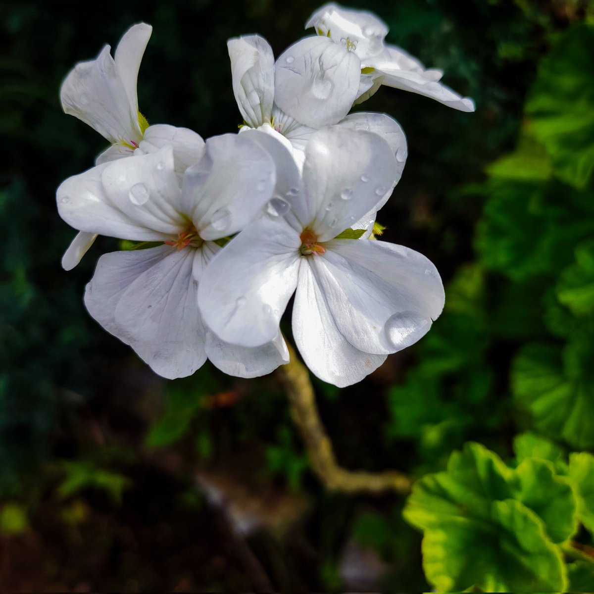 Ig gooostk_photonature
#キリトリセカイ
#写真好きな人と繋がりたい
#写真撮るのが好きな人と繋がりたい
#TLを花でいっぱいにしよう
#花写真
#小さな朝顔 #雨粒
#薔薇 #キリトリセカイ
#flowers #flowerpower #flowerphotography #flowerlovers #flowergram #flowermagic #flower #flowershop #natur