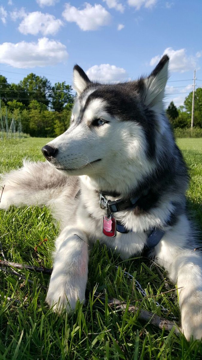 _fairybeau's tweet photo. ⠀⠀⠀
⠀⠀⠀⠀ ㅤ ㅤ「 🐶 › hᥲᥣf ⩍ tιmᥱ
⠀ㅤ⠀⠀ ⩩ #CAS01 ! ╱ #as_halftime
Aquí podemos ver a una Cloud que aprendió a la fuerza a compartir mi atención con otra mascota. Salimos a dar un paseo por el parque y obvio llevé algunas cositas para degustar.
ㅤ https://t.co/AGV3gQQRtw