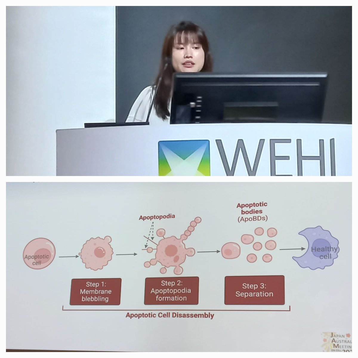 Australasian Cell Death Society (@auscelldeathsoc) on Twitter photo Here's some lightning-fast coverage of our fantastic lightning talks! Six rapid fire presentations from Dr <a href="/RachelUren/">Rachel Uren</a> <a href="/WEHI_research/">WEHI (Walter and Eliza Hall Institute)</a>, Shin-Ichiro Yamaguchi <a href="/RitsumeikanU/">Ritsumeikan University Global</a>, Bo Shi <a href="/LIMSLTU/">La Trobe Institute for Molecular Science</a>...
#JAM2023 Here's some lightning-fast coverage of our fantastic lightning talks! Six rapid fire presentations from Dr <a href="/RachelUren/">Rachel Uren</a> <a href="/WEHI_research/">WEHI (Walter and Eliza Hall Institute)</a>, Shin-Ichiro Yamaguchi <a href="/RitsumeikanU/">Ritsumeikan University Global</a>, Bo Shi <a href="/LIMSLTU/">La Trobe Institute for Molecular Science</a>...
#JAM2023
