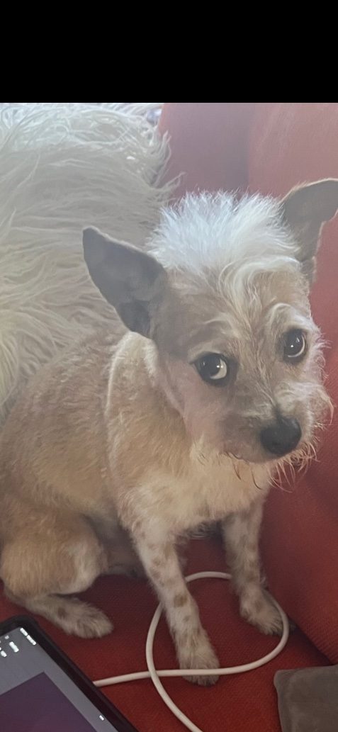 RobSchrab's tweet image. LOST DOG! PLEASE HELP! — Last seen in Glendale, CA on the corner of LEXINGTON and VERDUGO! — Answers to the name: FRITZ! Very scared, might run away from you. If you see/find him please contact me — PLEASE SHARE! Fritz ran away about 3 hours ago.