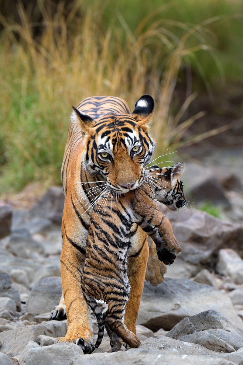 Good morning Twitter-Friends…🌷🍃☕️ Have a happy Friday and a beautiful weekend 🌳☀️🐯🐯🧡 #FridayMorning 🌷 #HappyWeekend 🌳 #CoffeeTime ☕️ #AnimalLovers 🩷 #StayPositive 💐 #PeaceAndLove 🕊️