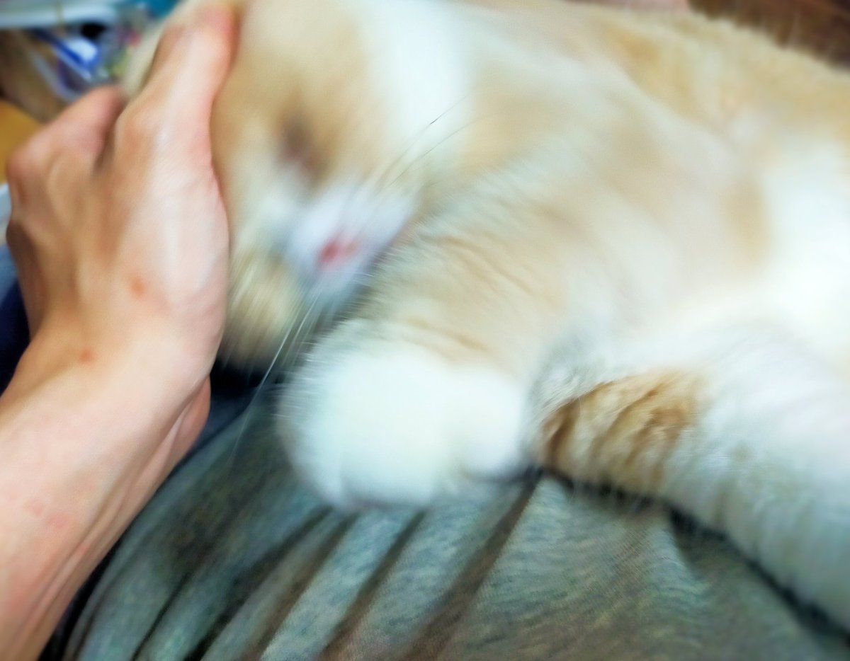 ねこ撫でてたらブルンッてされて、俺がねこの潜在能力を引き出してるみたいな写真撮れた(最長老様) 