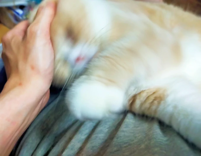 ねこ撫でてたらブルンッてされて、俺がねこの潜在能力を引き出してるみたいな写真撮れた(最長老様) 