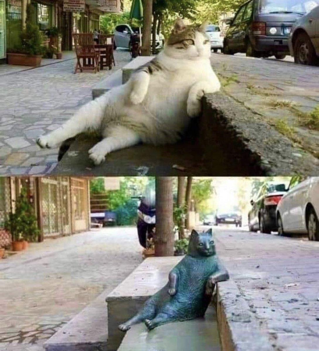 There once was a cat by the name of Tombili (a common Turkish name that is given to chubby pets) who lived in the Kadiköy district of Istanbul, Turkey. She was famous for leaning against steps and people watching. She was also known for her friendly demeanor. When she died in