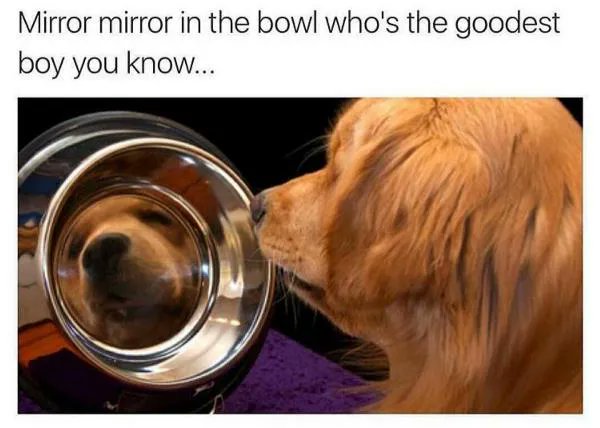 Doggo Tweets tweet media
