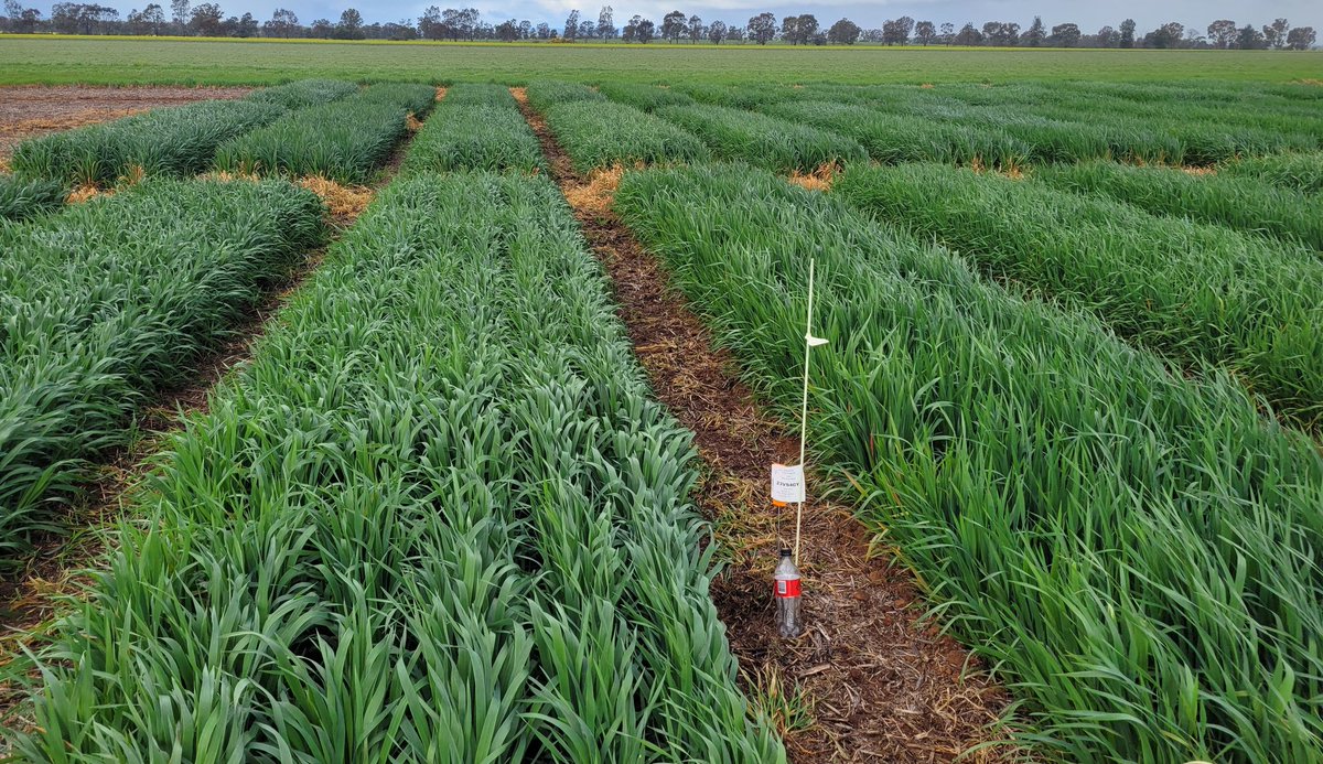 #Oats powering ahead Hart Bros Seed. <a href="/Kalyx/">DeAnna she/her</a> sowed 5th May, big biomass GS32 now. <a href="/InterGrain1/">InterGrain</a> excited to join October field day and talk data.