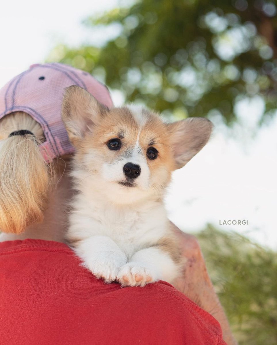 If you love #Corgi puppy? Say "YES or NO"
#CorgiCrew #corgilover #Corgipuppies #Puppy