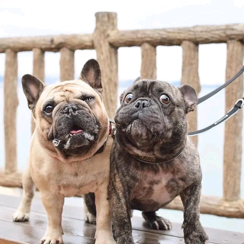Bulldoglovers02's tweet photo. Perfect shoot 📷

#frenchbulldogs #frenchies https://t.co/zf3EtJQCwa