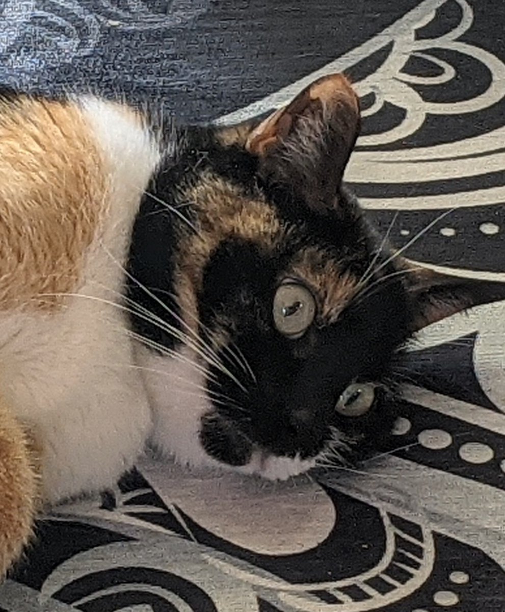 IwontpayU's tweet image. If this &quot;tweet&quot; hits 500 repost I will install the distro of your choice in my laptop and use it for a full week and my cat will write a review of said distro...maybe not a review 😆 #LinuxTry #Linux #DistroHoping #DistroWatch