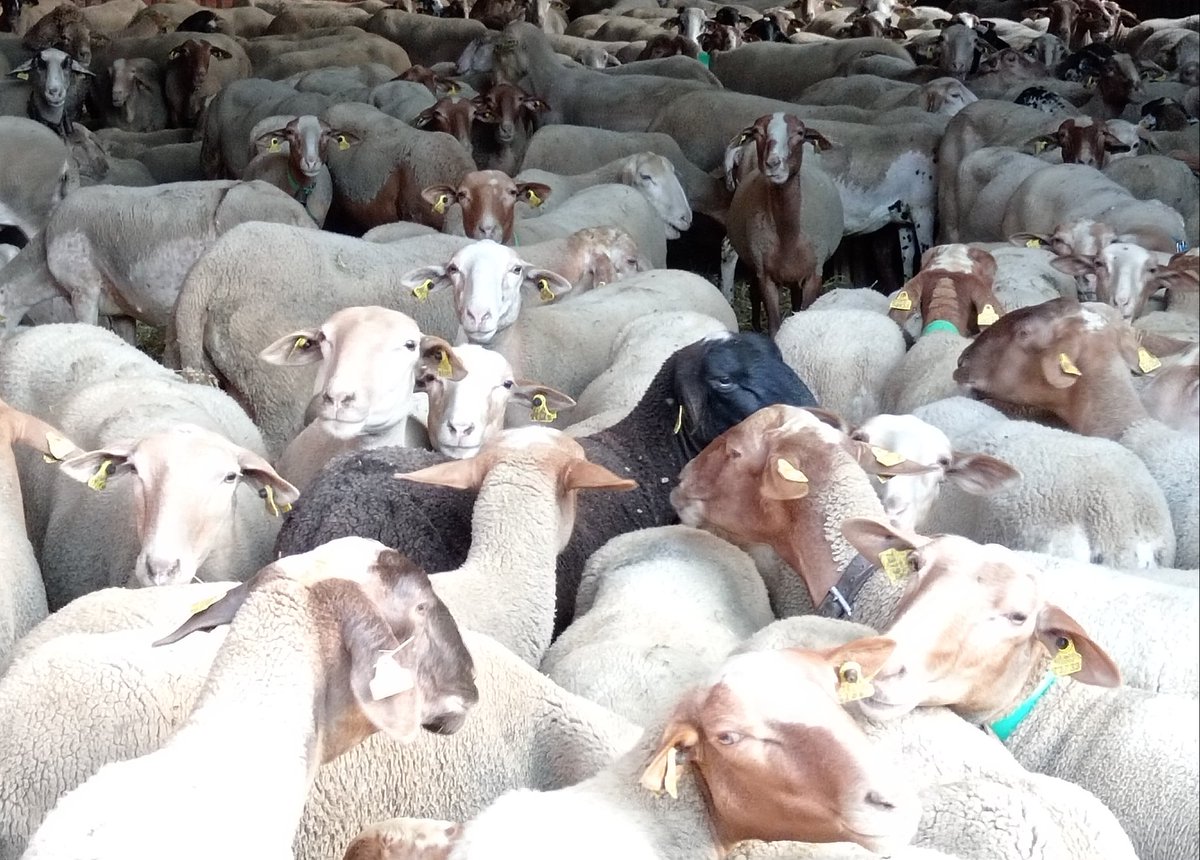 La nostra feina té un impacte positiu en el territori, però no som jardiners de res, tot el que fem és per aconseguir una alimentació de qualitat i de benestar pel bestiar. 
No som una postal folklòrica, som treballadors de la terra, som artesania alimentària!
#SomPagesiaActiva