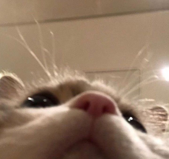 kitty cat 🐱🎀🥛