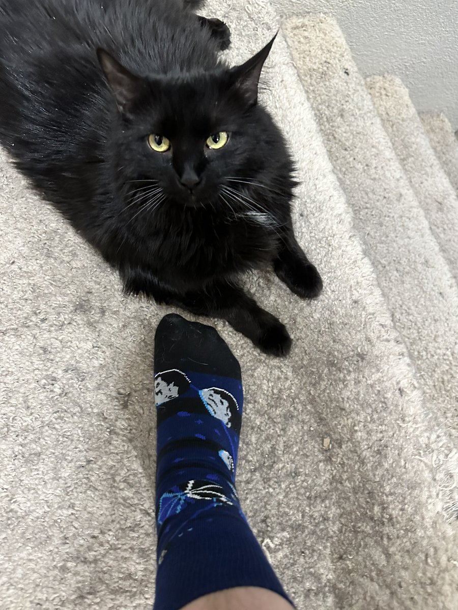 Observatory Cats tweet media