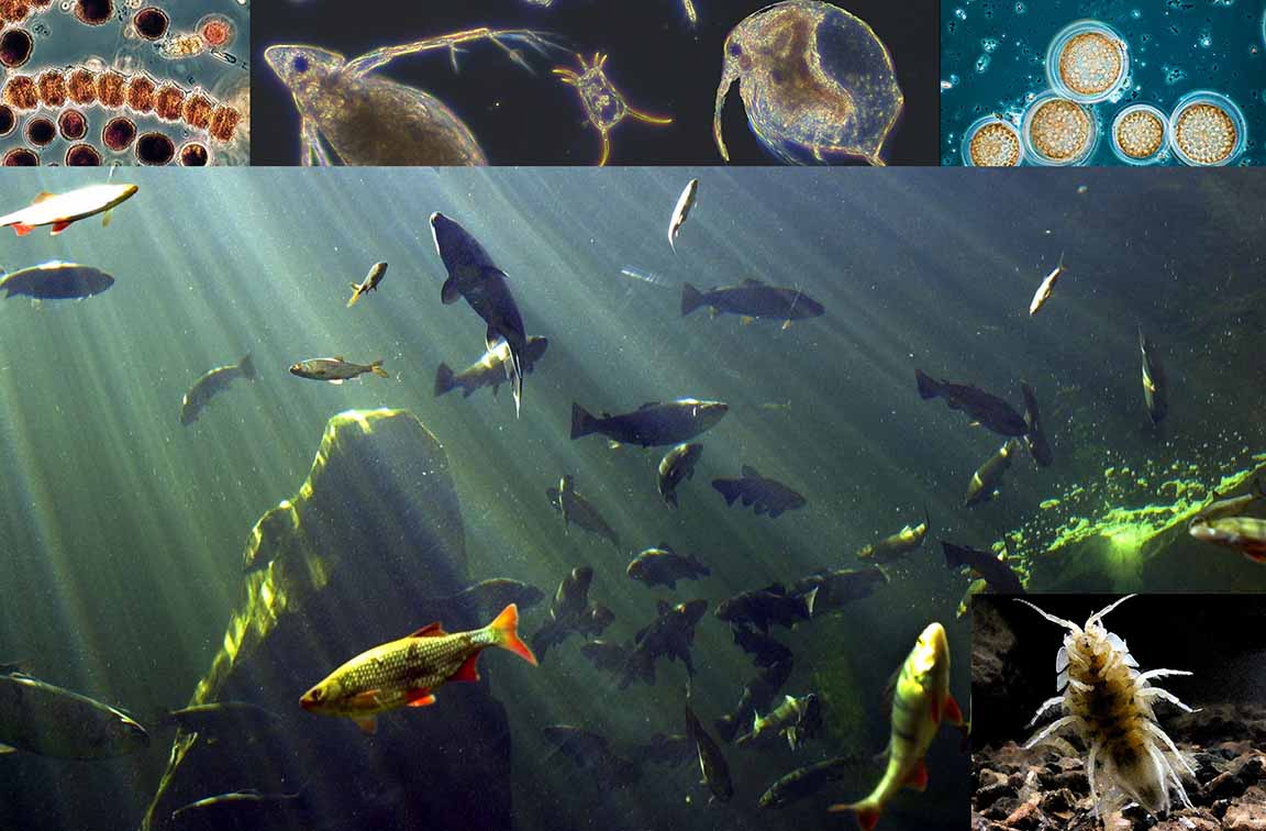 💧 Tervetuloa kastautumaan meritietoon tiistaina 22.8. klo 13-15, kun Itämeren tutkijat kertovat tutkimusalastaan, urapolustaan ja Itämeren tilasta!

📺 Tilaisuus striimataan #HelsinkiKanava'lla: helsinkikanava.fi/fi/web/helsink… 

#Itämeri #BLUENIGHTs #merenlukutaito