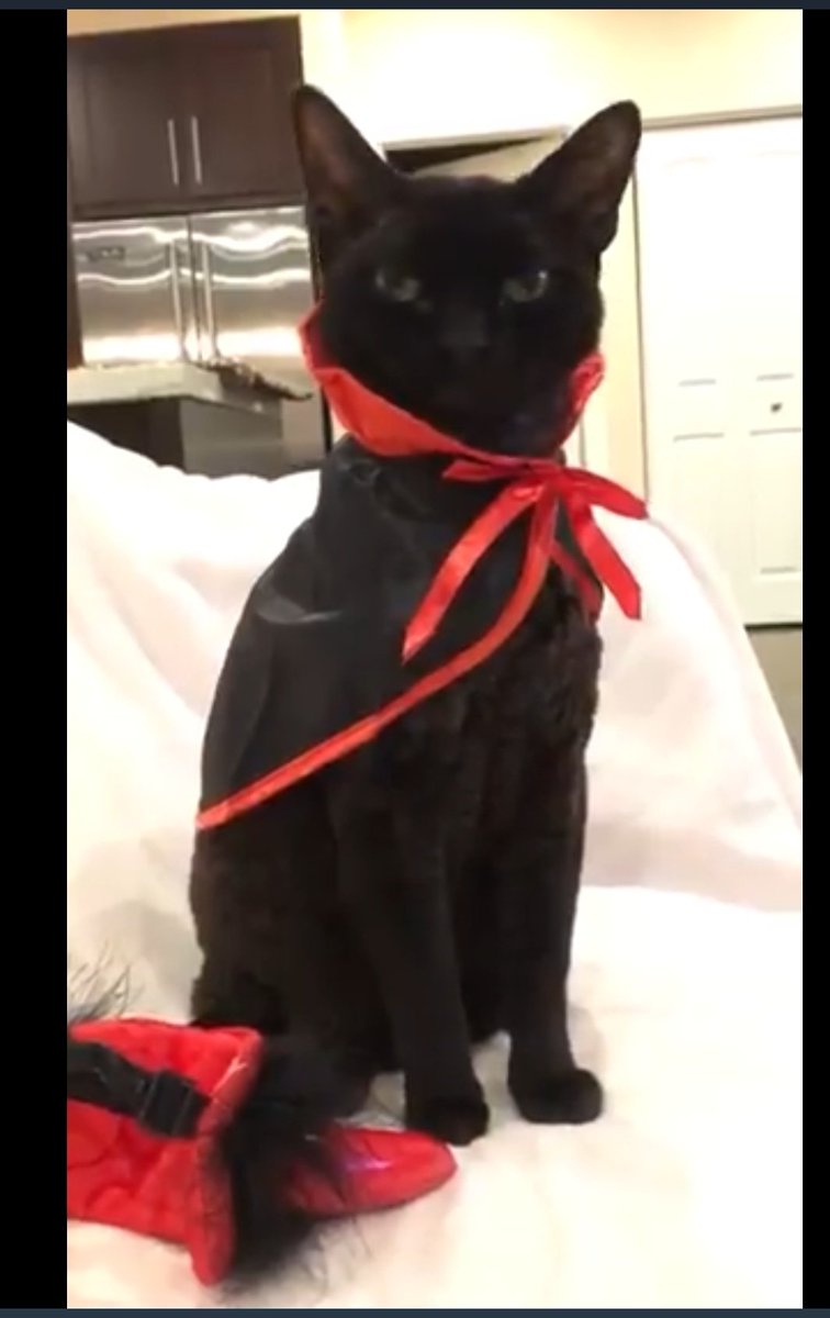 JBryanbuddy's tweet photo. @spoonmoonjune @VintageWingnut1 Here's a picture of Max I can't say if it was Halloween or not cuz Monica you enjoyed dressing him up for any occasion. 🤗😹💜💜
#MaxTheCat https://t.co/pRpa4AUjby