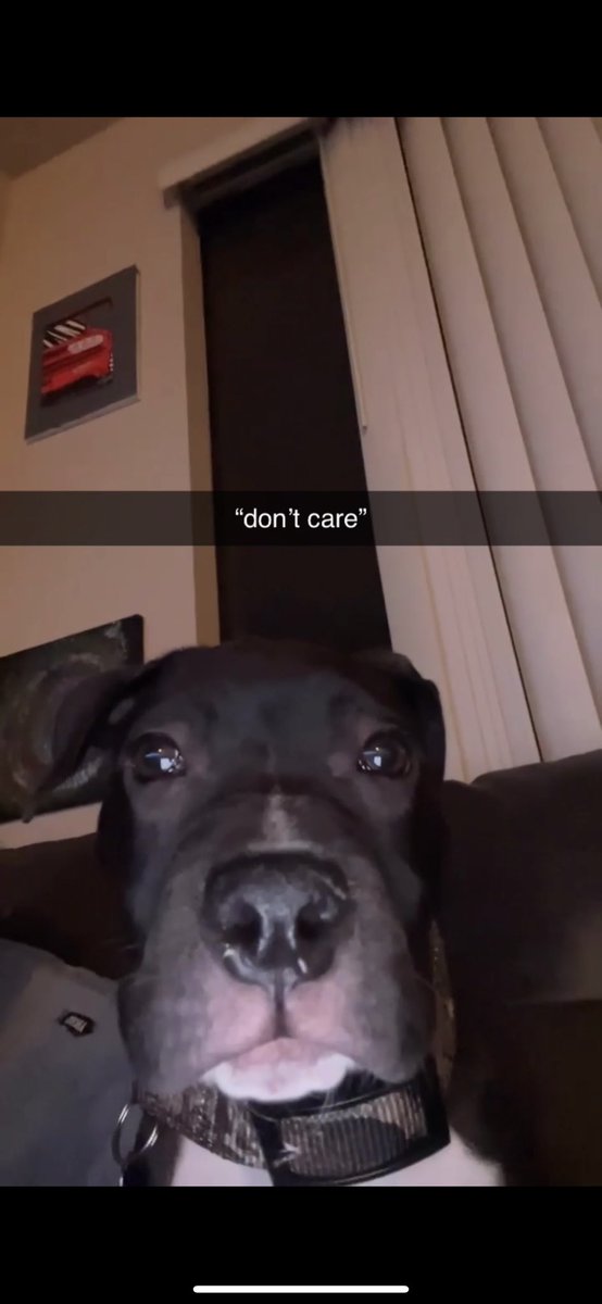 aubootee's tweet photo. my dog is a skinwalker frfr https://t.co/SDucWE8SWN