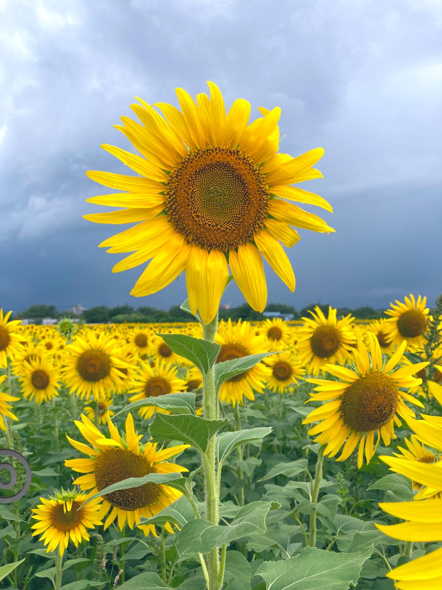 🟨#yellow 🌻#Sunflowers #ひまわり #ヒマワリ #向日葵 #神奈川県