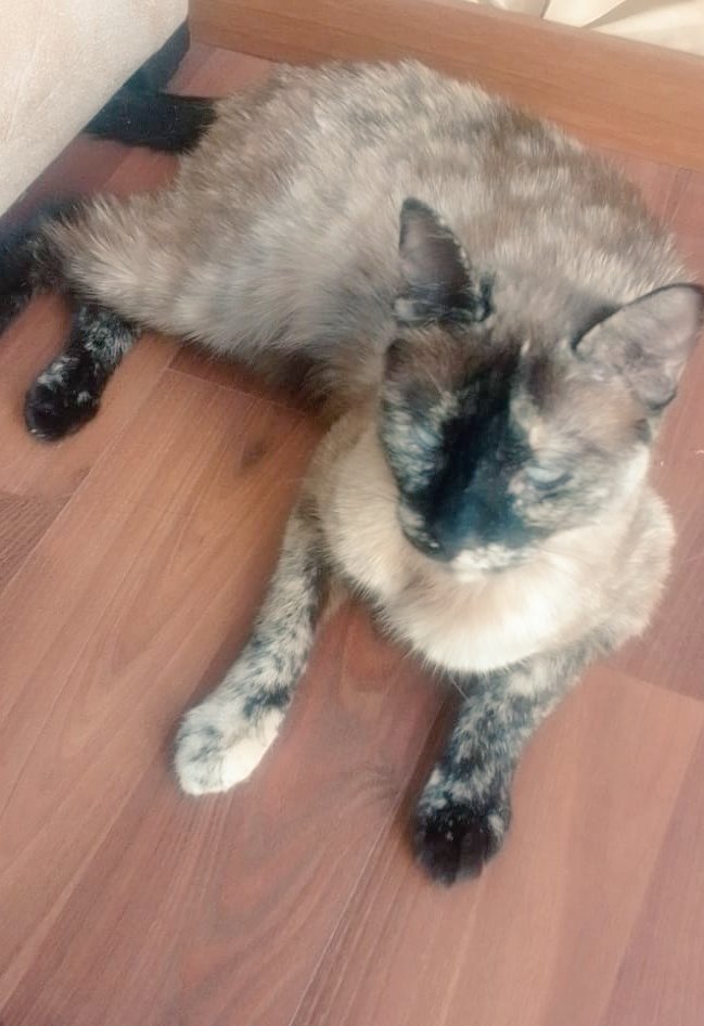 ElBookDelGato's tweet photo. Coco😍😍🤍 https://t.co/KYw7raXWmM