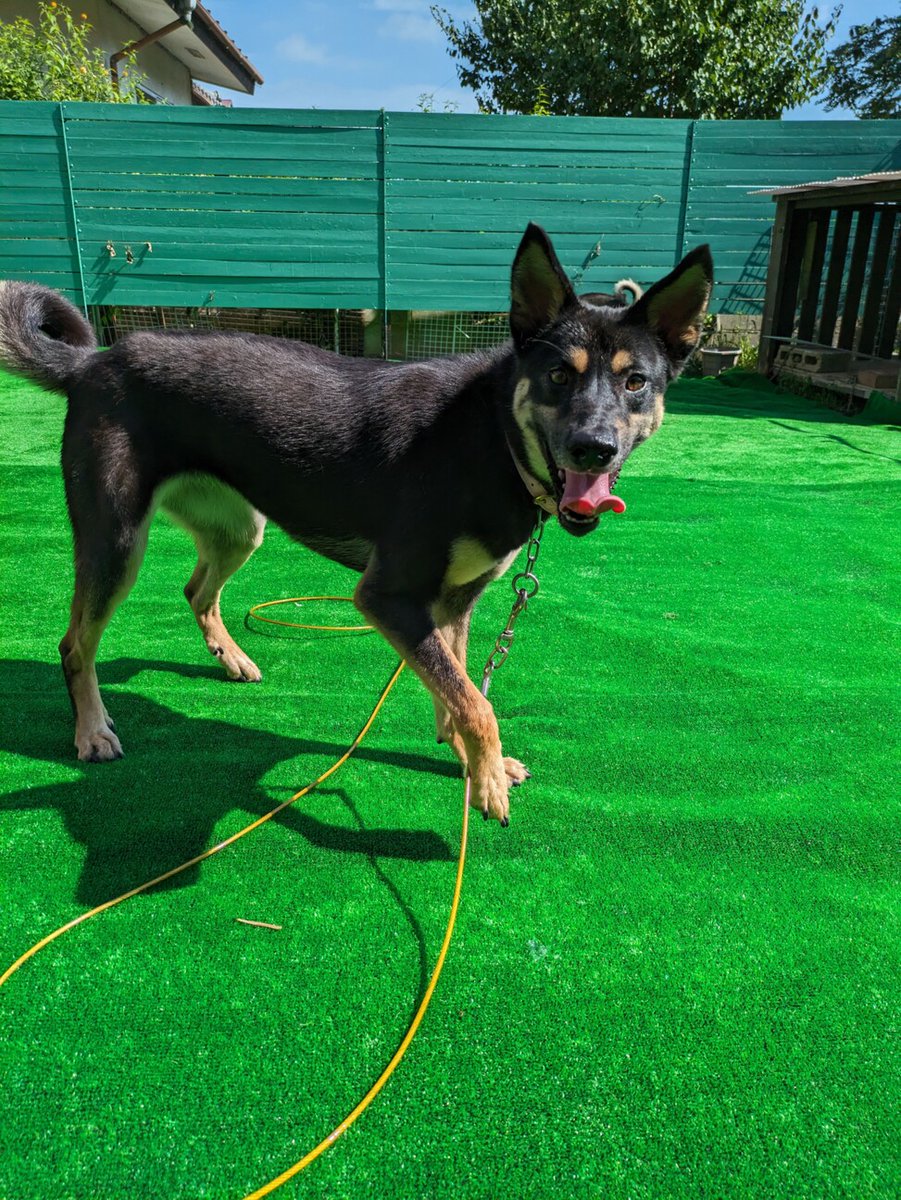 【#里親募集】「水遊びできます!お散歩上手な【ちゅら】」#埼玉県 #東松山市 - 犬の里親募集(454497) :: ペットのおうち【里親決定25万頭！】 pet-home.jp/dogs/saitama/p… #保護犬 #保護犬を家族に #雑種犬 #中型犬 #中型雑種犬 #犬 #栃木県