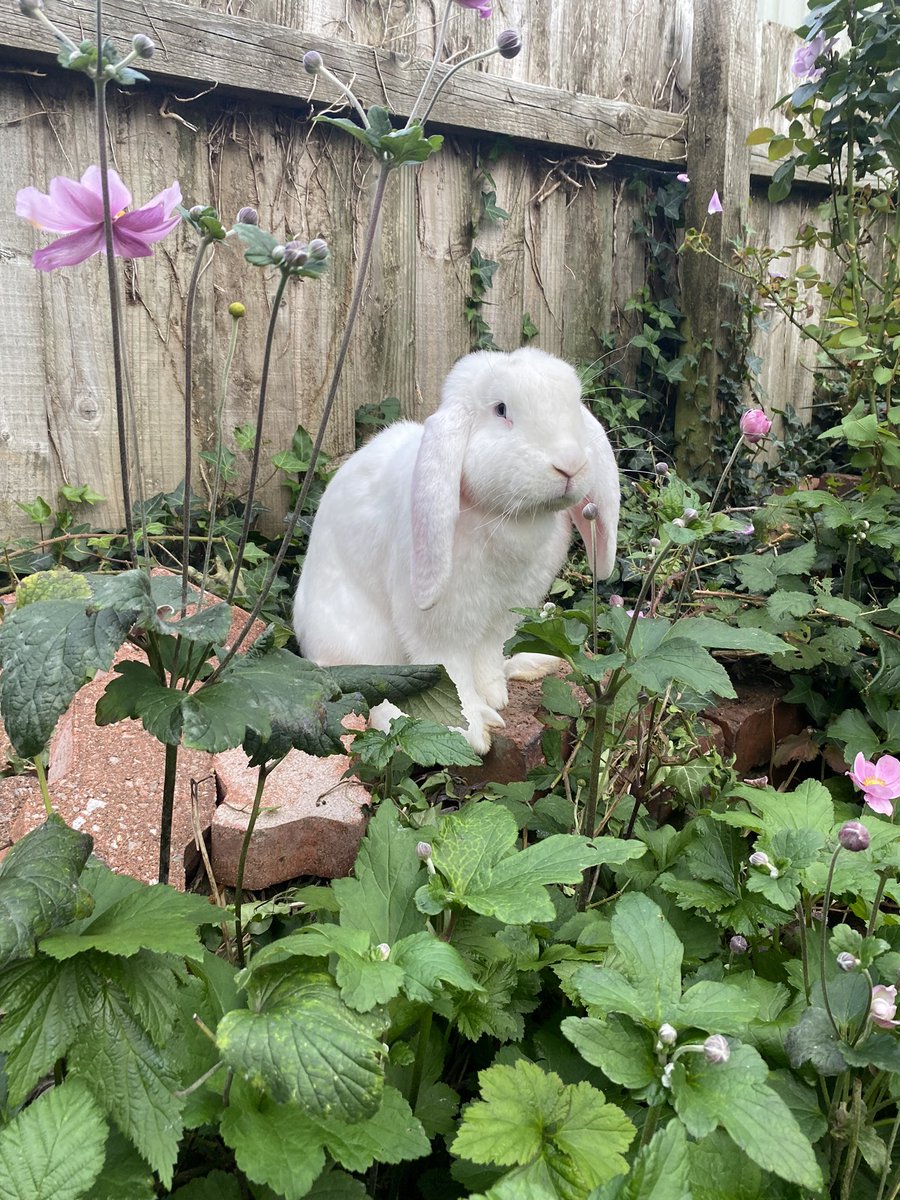 Good morning Twitter chums. This troublemaker has definitely got his #FridayFeeling on. #BunniesOfTwitter #RabbitsOfTwitter