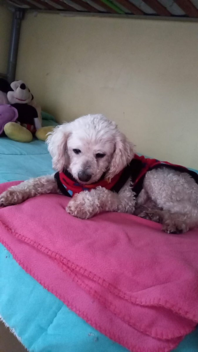 omv_25's tweet photo. Fuera Lucas , por maltrato animal , aquí Jimy dice Lucas al 3331 #TheLulosShow https://t.co/zk3qRJXAAe