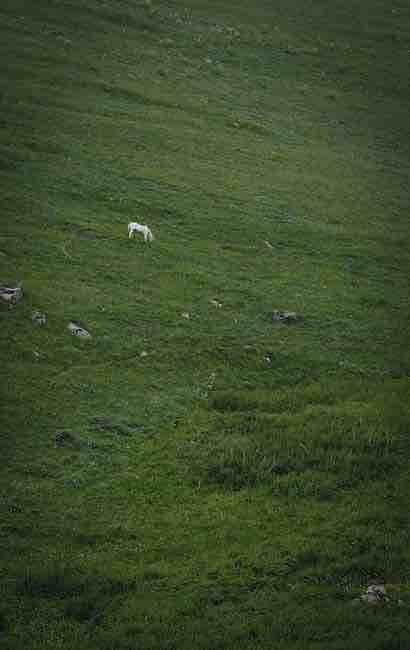 @srucvets Whole-genome sequencing pinpoints mutation in TMCO6 gene in North Country Cheviot lambs showing early ataxia &amp; motor neuron degeneration. This offers a new animal model for Alzheimer’s &amp; ALS studies. 🐑 #NeurodegenerationResearch #SRUCResearch 

ow.ly/AJu850Pvb9Z