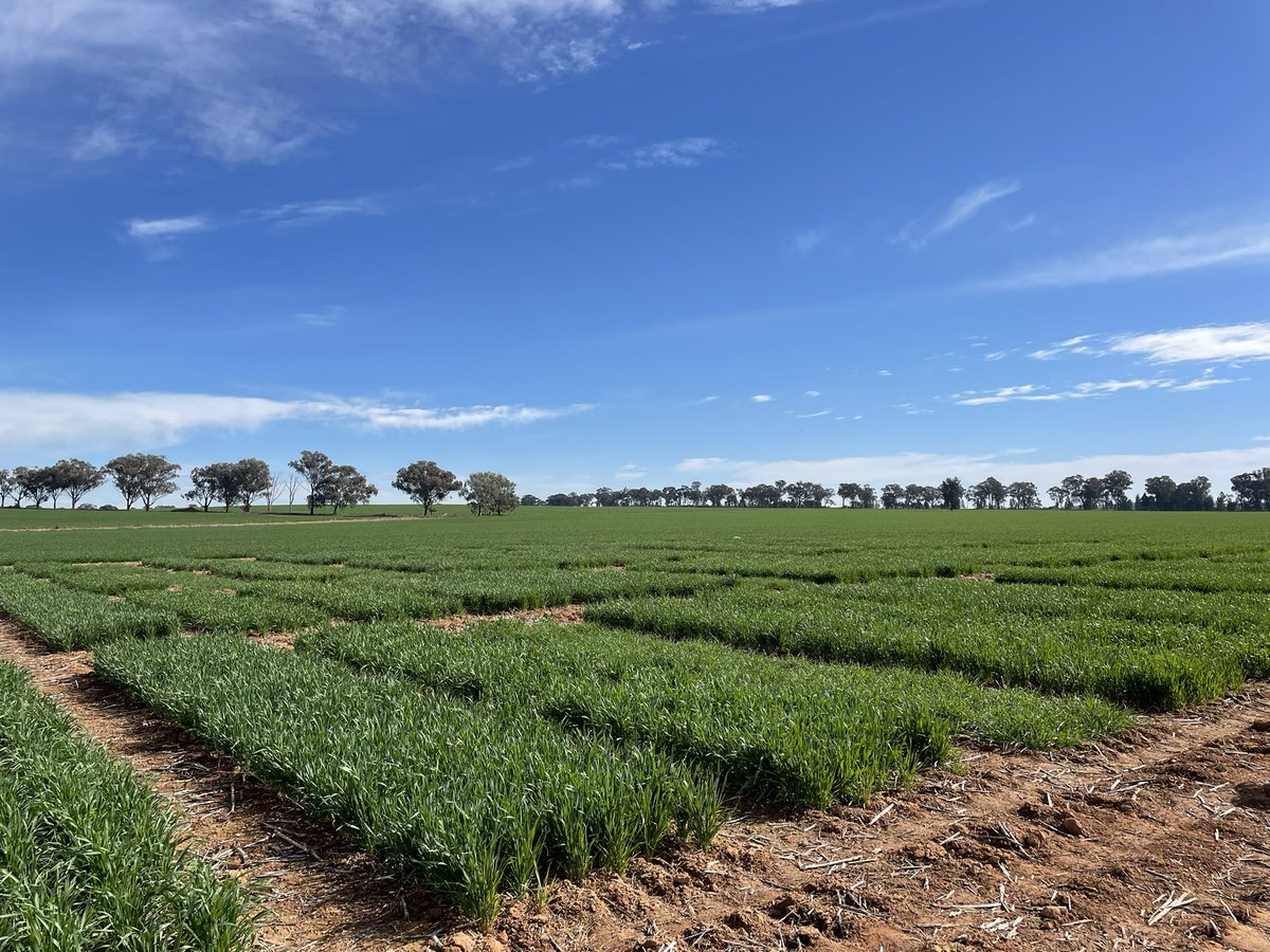 Every year we like to put together our own trial for Open Day which we hope will create some good discussion on the day. This year it’s a VarietyxFungicidexN Trial.  <a href="/BradBaxter1985/">Brad Baxter</a> and Dave Bushell - <a href="/HartBrosSeeds/">Hart Bros Seeds</a> will be our guest speakers. Friday 8th Sep. <a href="/Farm_Link/">FarmLink Research</a>