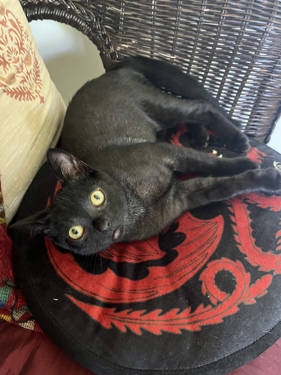 Happy #NationalBlackCatAppreciationDay 🐈‍⬛ Black cats like my darling Drogon are the slowest to be adopted after years of superstition (and witch hunting). Show these babies some love! #blackcats