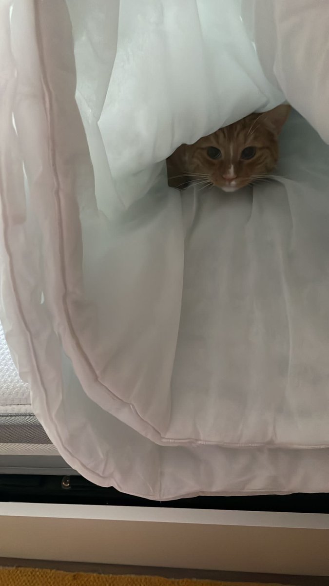 Blackburn742's tweet photo. Bed sheets change day, and of course "Chuck" π wants to help π€£π€£
#sheets #bedchange #changethesheets #cat #Cathelping #CatsOnX #CatsOfTwitter #peekaboo #canihelpyou https://t.co/7IGOkmYqBG