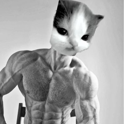CattoToken's tweet photo. $CATTO THE CHAD https://t.co/CczYZ0DxPO