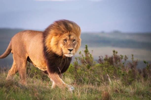 Safe journey to all who are travelling to the District Handover Dinner in Cork this evening. #LionsClubs