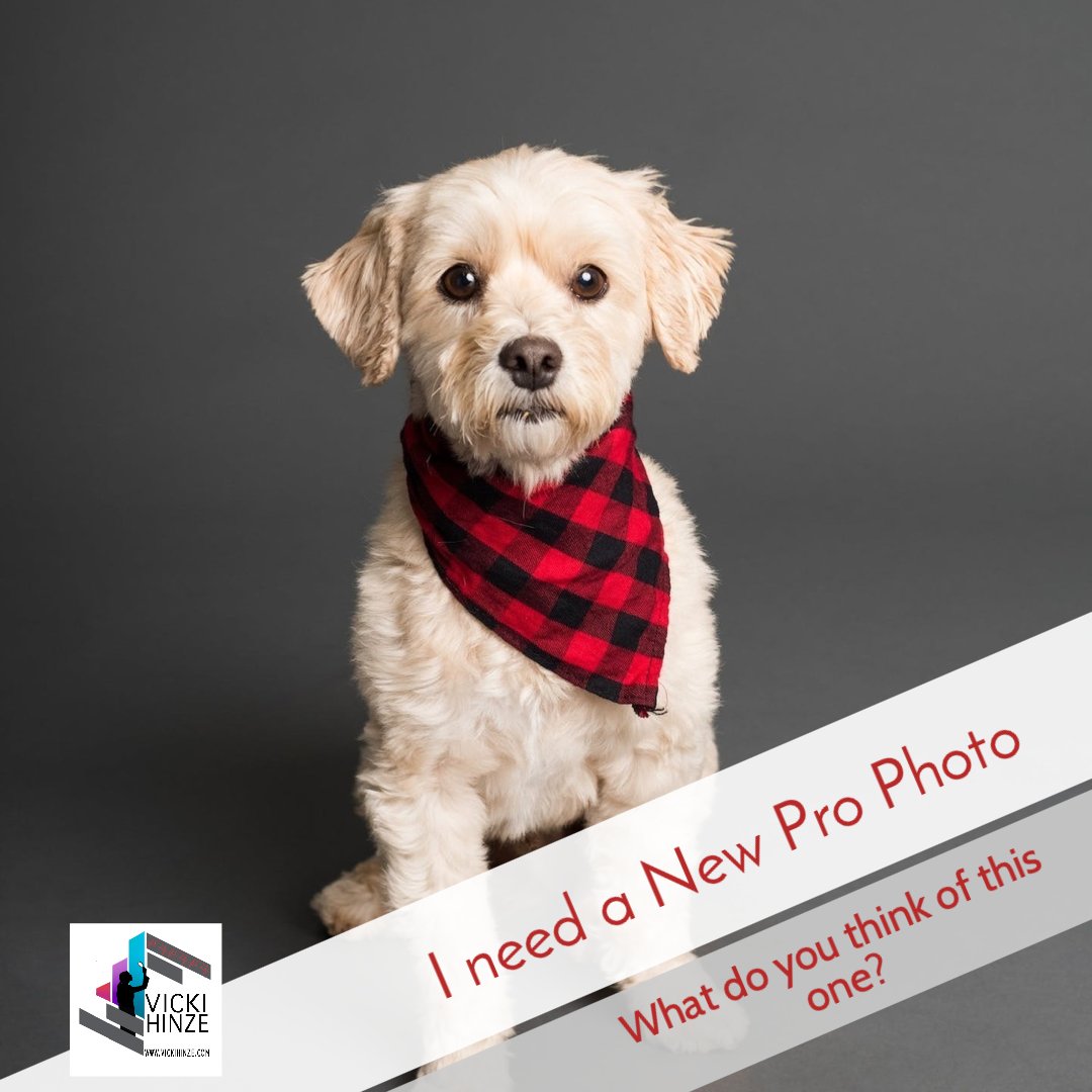 VickiHinze's tweet image. #prophoto
#puppies