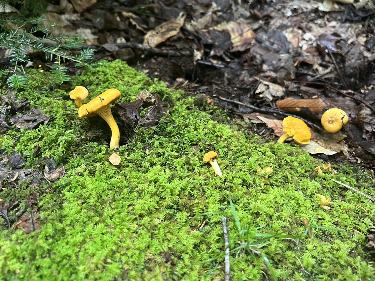 Loved attending my first #GordonResearchConference, in Maine. Forgot to take a picture of me in front of my poster, but I took plenty of moss pictures instead!