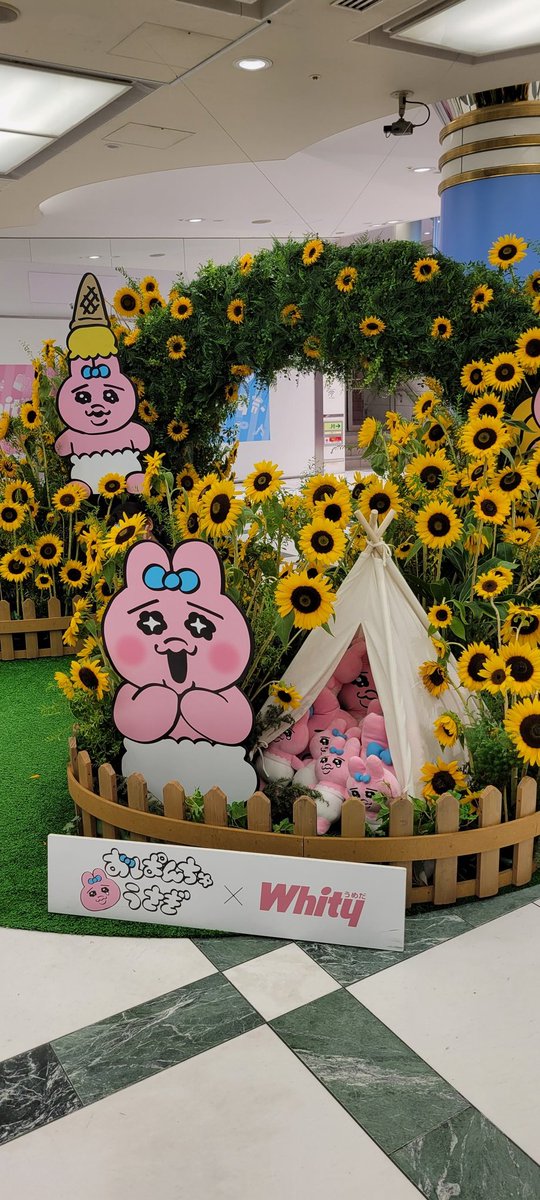 おぱんちゅうさぎとひまわり畑