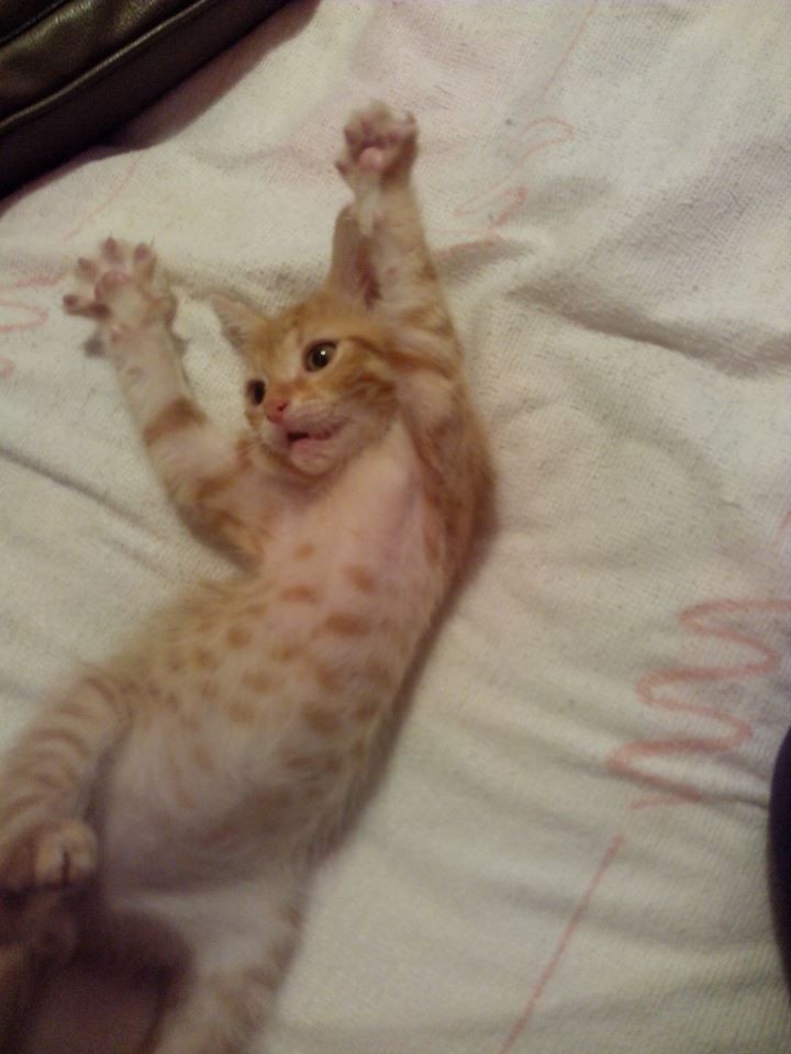 HumCandi's tweet image. Wah ! SQUOINGIE !