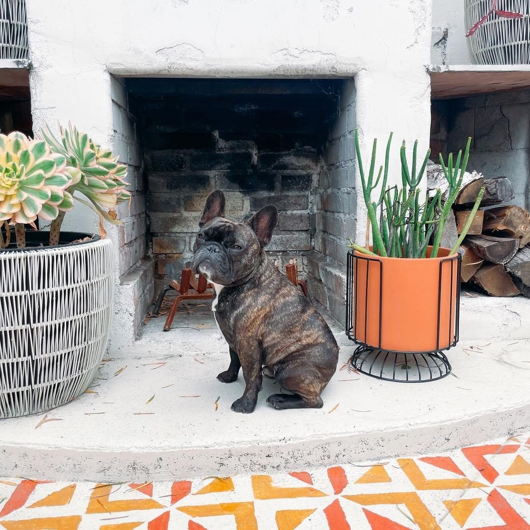 DoggyDelightful's tweet photo. #frenchielover #French #Dog #cute https://t.co/UqzNpXzbIq