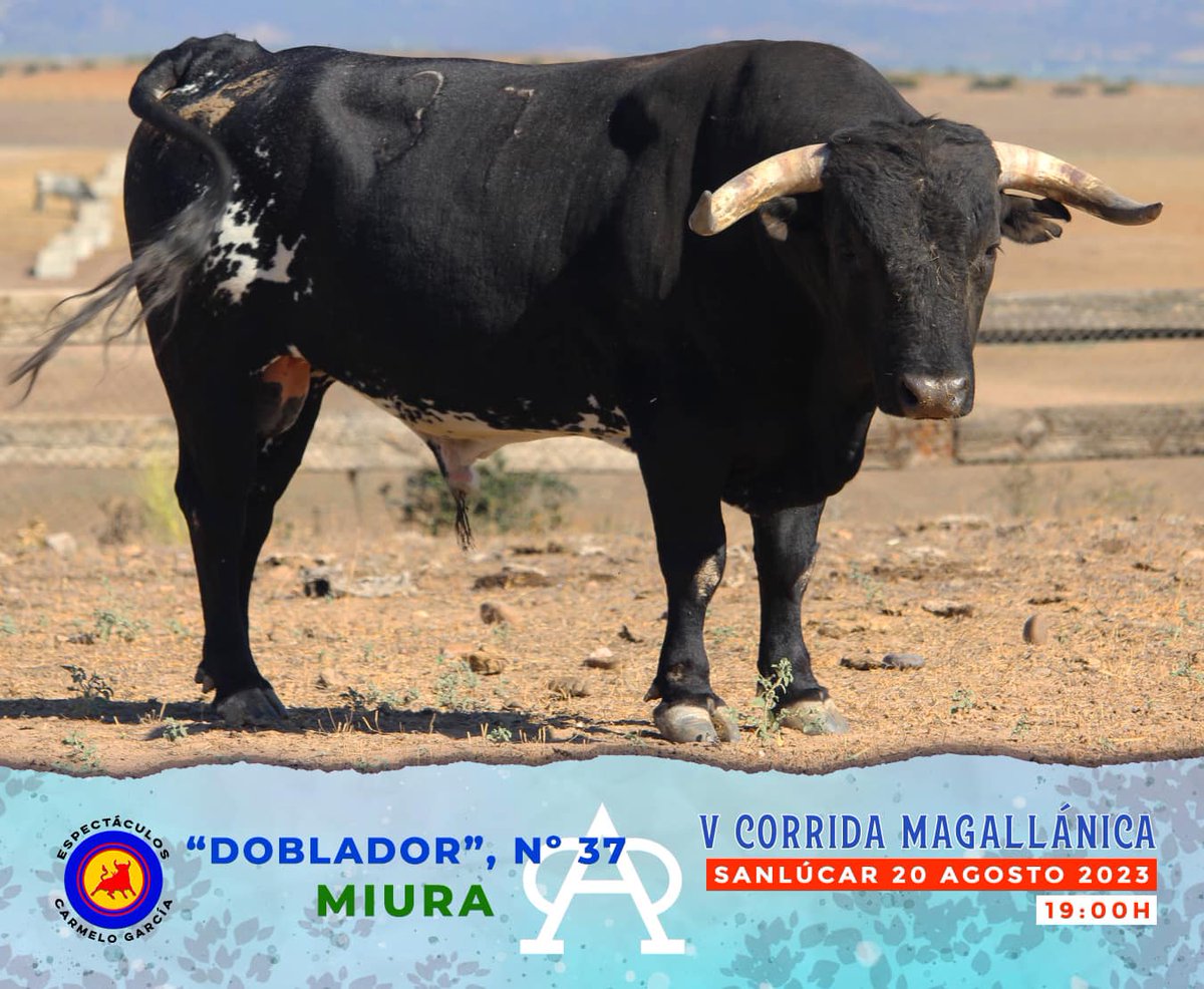 MiuraGanaderia's tweet photo. (...) 😍¡No te pierdas este espectáculo único! Os esperamos el domingo en Sanlúcar de Barrameda
🎟️ Entradas a la venta en taquilla y en https://t.co/48hgVAk8BE
➕ info y venta 627696754
#toros #tauromaquia #sanlucardebarrameda #miuras #corridamagallanica https://t.co/DHLNarcsGP